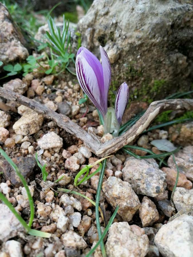 Il Giardino All'Angolo Villacidro Luaran gambar