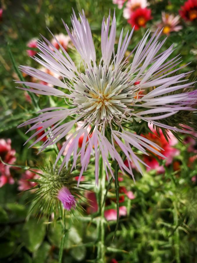 Il Giardino All'Angolo Villacidro Luaran gambar